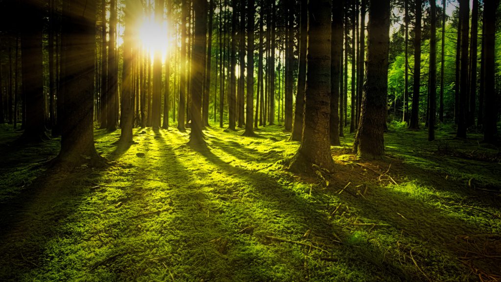 WEŹ WDECH I WŁĄCZ MYŚLENIE – BO PRZECIEŻ DZIECI MAJĄ GŁOS (w przeciwieństwie do ryb) 1 forest grass green 1125776